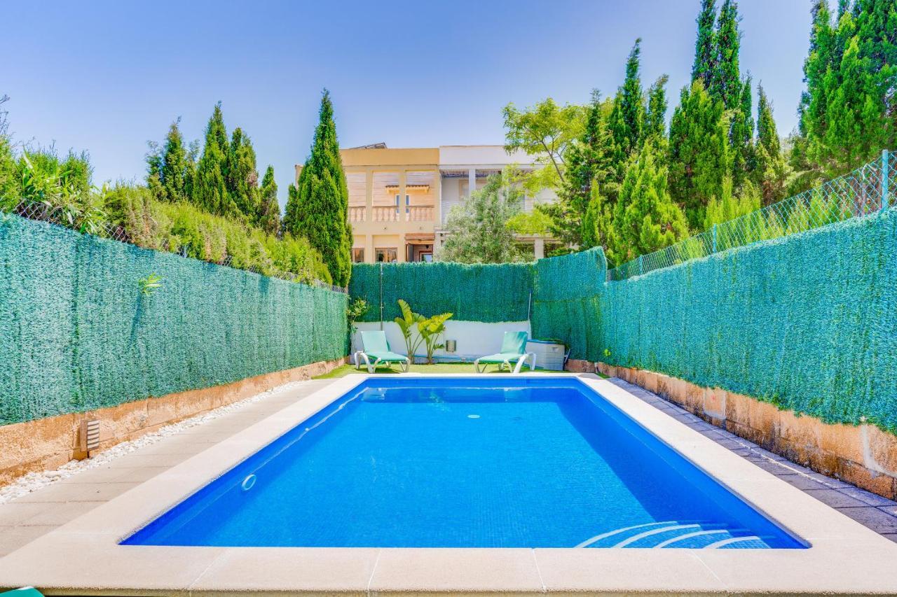 Olivo * Alcudia (Mallorca)